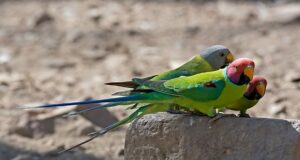 Colorful parakeets perched on a rock