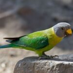 Colorful parrot perched on a rock.
