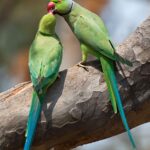 Two green parakeets on tree branch
