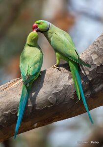 Two green parakeets on tree branch