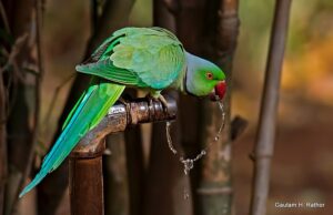 Parrot drinking water from faucet