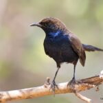 Small black and blue bird perched on branch