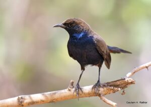 Small black and blue bird perched on branch