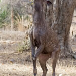 Deer standing on hind legs reaching for leaves.