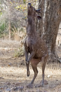 Deer standing on hind legs reaching for leaves.