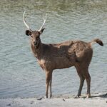 Sambar deer standing in water at riverbank.