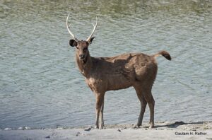 Sambar deer standing in water at riverbank.