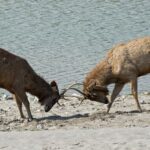 Two deer locking antlers near a riverbank.