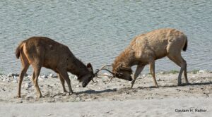 Two deer locking antlers near a riverbank.