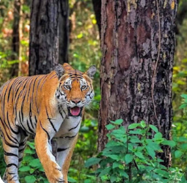 Kanha Tiger Reserve