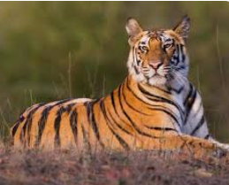 tiger