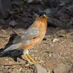 Chestnut-colored Mynah bird on the ground