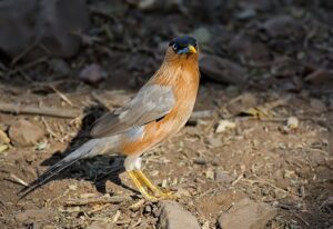 Chestnut-colored Mynah bird on the ground