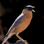 Brahminy starling perched on a rock