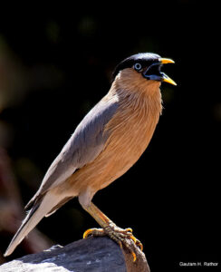 Brahminy starling perched on a rock