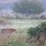 Tiger walking through misty grassland landscape.