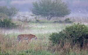 Tiger walking through misty grassland landscape.