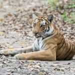 Bengal tiger lying on forest path.