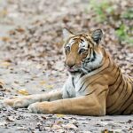 Bengal tiger resting on forest floor