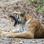 Tiger yawning on leafy forest ground.