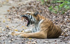 Tiger yawning on leafy forest ground.