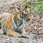 Bengal tiger prowling through autumn leaves.