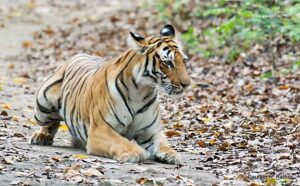 Bengal tiger prowling through autumn leaves.