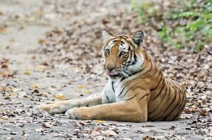 Bengal tiger resting on forest floor