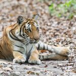 Tiger resting on a leaf-covered path