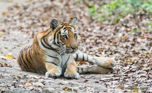 Tiger resting on a leaf-covered path
