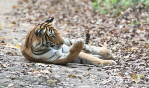 Tiger resting on dry leaves in forest.