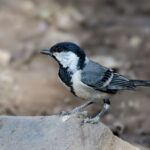 Black and white bird on a rock