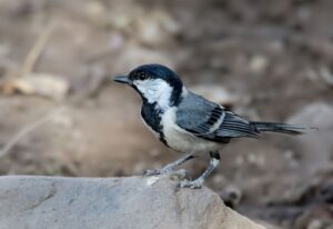 Black and white bird on a rock