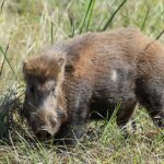 Wild boar standing in tall grass