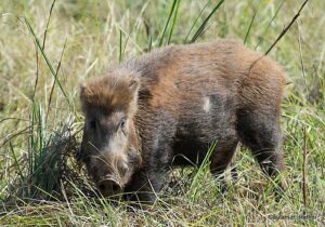 Wild boar standing in tall grass