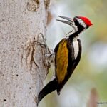 Red-headed woodpecker on tree trunk
