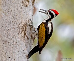 Red-headed woodpecker on tree trunk