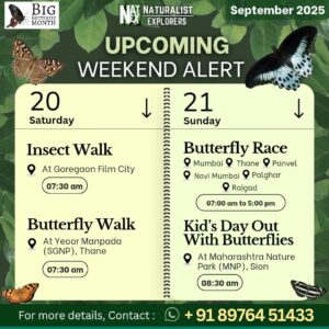Big Butterfly Month events September 2025.