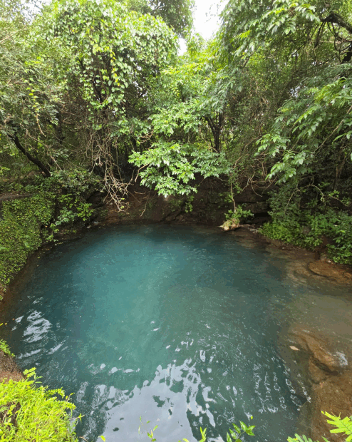 Serene blue pond surrounded by lush green foliage.