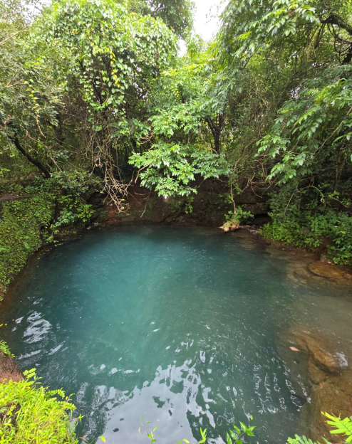 Serene blue pond surrounded by lush green foliage.