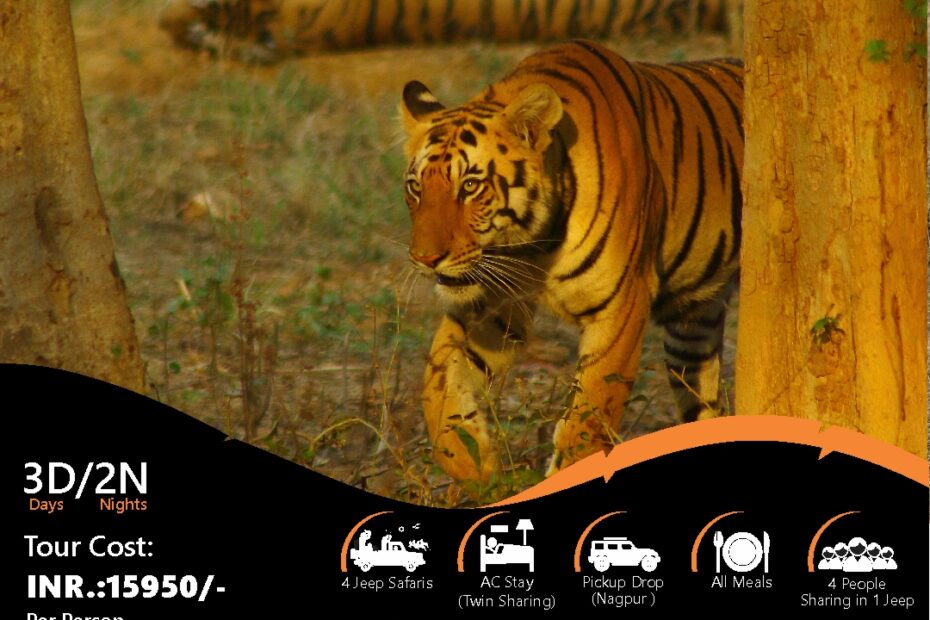 Tiger safari tour in Umred Karhandla, India.