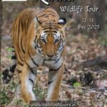 Kanha Wildlife Tour, December 2025, tiger in forest.