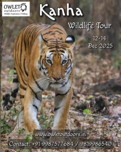 Kanha Wildlife Tour, December 2025, tiger in forest.
