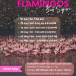 mumbai musafir flamingo boat safari 25th april 2026